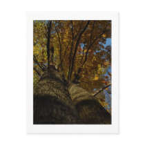 Up a Tree Postcard by threesalamanders Up a Tree Postcard