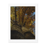 Up a Tree Postcard
