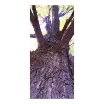 Up a tree posters by GoffImages Up a tree posters