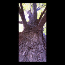 Up a tree posters
