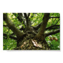 Up A Tree posters