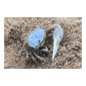 Up Close & Dirty ! !  Fiddler Crab posters