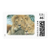 up close lions postage by Ceyzpurplestang up close lions postage