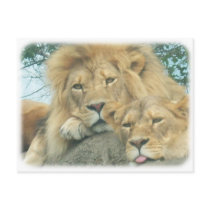 up close lions postcards by Ceyzpurplestang up close lions postcards