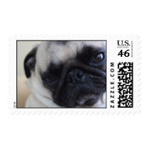 Up-close Pug Postage postage