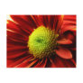 Up Close With A Daisy Postcards