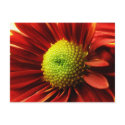 Up Close With A Daisy postcards