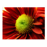 Up Close With A Daisy Postcards