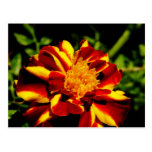 Up Close With A Marigold Post Card