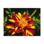 Up Close With A Marigold Post Card
