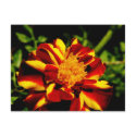 Up Close With A Marigold postcards