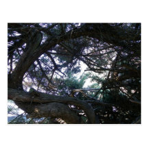 Up through the trees postcard
