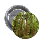 Up to Redwoods Button