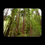 Up to Redwoods Flexible Magnet