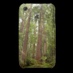 Up to Redwoods iPhone 3 Case