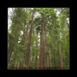 Up to Redwoods Magnet