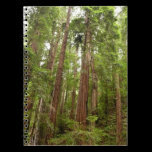 Up to Redwoods Notebook