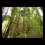 Up to Redwoods Photo Print