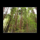 Up to Redwoods Postcard
