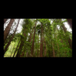 Up to Redwoods Print