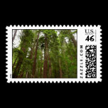 Up to Redwoods Stamp