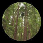 Up to Redwoods Sticker