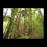 Up to Redwoods Stretched Canvas Print