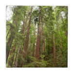 Up to Redwoods Tile