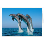 Up Up Up Dolphins Cards