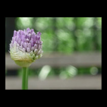 updated price Purple Green Bud 72 Street NY posters