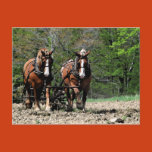 rural, farm, amish, horse, mammal, animal, work,