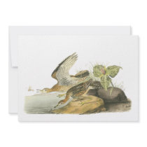 Upland Sandpiper, John Audubon Invite