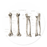 Upper Limb Sepia stickers