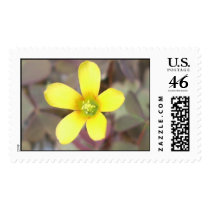 Upright Yellow Sorrel postage by kokobaby Upright Yellow Sorrel postage