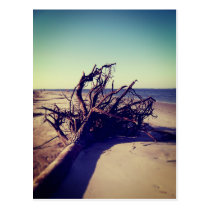 Uprooted Tree On The Beach postcards
