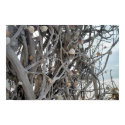 Uprooted with Shells posters