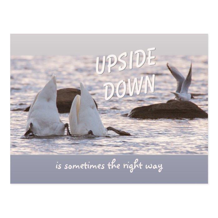 Upside down swan couple CC0758 Thoughtful Postcard