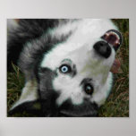 UpsideDown Husky Poster
