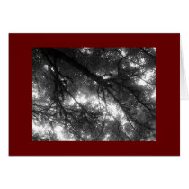 Upskirted Mossy Tree cards