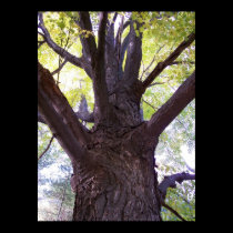 upthetree2 posters