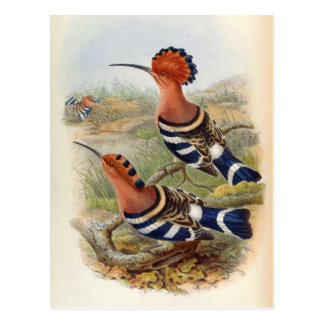Hoopoe Gifts On Zazzle