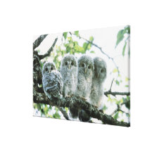 Ural owetsl. Ikeda-machi, Hokkaido, Japan Canvas Print
