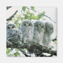 Ural owetsl. Ikeda-machi, Hokkaido, Japan Fridge Magnet