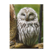 Ural Owl perched on a limb Postcard