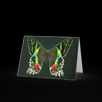 Urania Sunset Moth Greeting Card