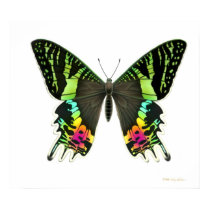 Urania Sunset Moth Poster posters by twopurringcats Urania Sunset Moth Poster posters