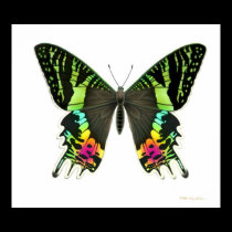 Urania Sunset Moth Poster posters