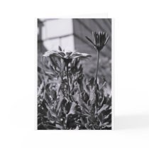 Urban Flowers cards