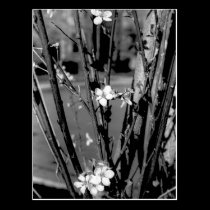 Urban Flowers postcards