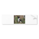 Urban Jungle Cats bumper stickers